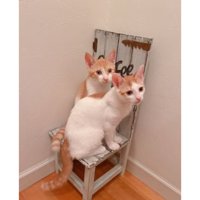 室内にいる猫