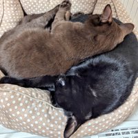 くっついて寝る2匹の猫