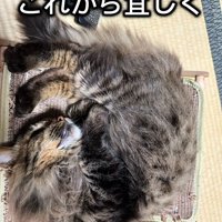 丸くなって寝ている猫