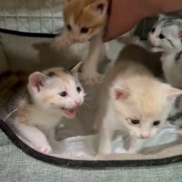 4匹の猫