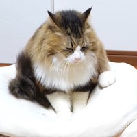 クッションに乗る猫