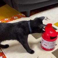 ゴミ箱の蓋にパンチする猫