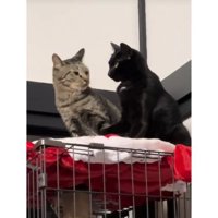 ケージ上にいる猫たち