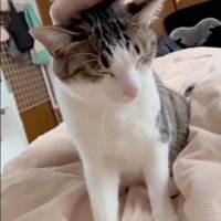 眠そうな猫