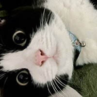 ハチワレ成猫（アップ）