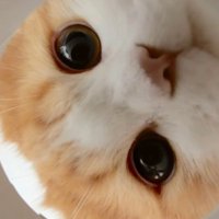 穴をのぞく子猫