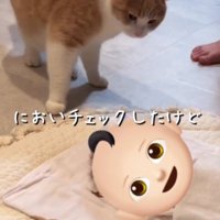 赤ちゃんを見る猫