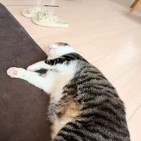 横になって眠る猫の全身