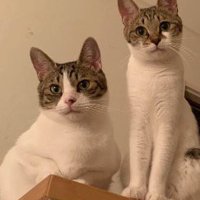 カメラを見下ろす2頭の猫