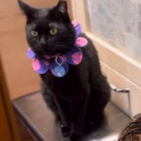 ゴミ箱の上に座る黒猫