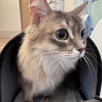 キャリーの中の猫