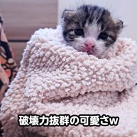 毛布にくるまる子猫
