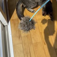 床を見て歩き回る猫