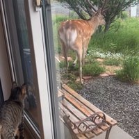 帰っていく鹿
