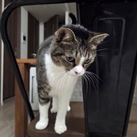 椅子の上でうつむく猫