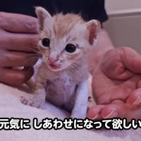 テロップ「元気にしあわせに～」