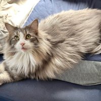 伏せの姿勢の猫