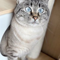 穴から出ている猫