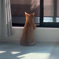窓の外を見つめる猫の後ろ姿