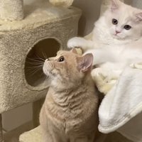 キャットタワーに座るマンチカンとミヌエット