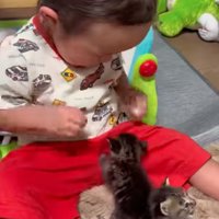 赤ちゃん猫と赤ちゃん