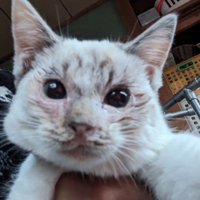 抱っこされる猫の顔