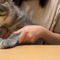 飛んでいくおやつ