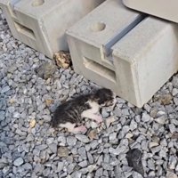 屋外にいる赤ちゃん猫2