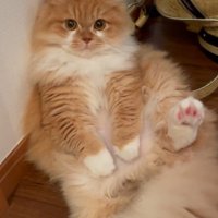 仰向けの猫
