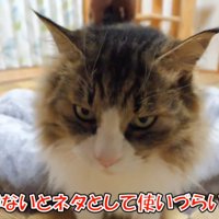 上目づかいの猫