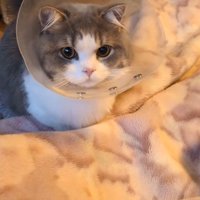 エリカラを着けた猫（おいで～）