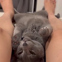 人間の足の間で寝る猫