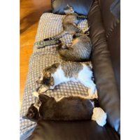 ソファーに座る猫