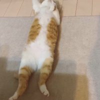 体を動かす猫