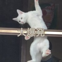 必死な猫