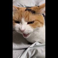 耳を倒してニャー