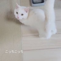 自動給餌器の前に立っている猫％