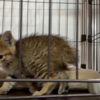 ケージの中の子猫