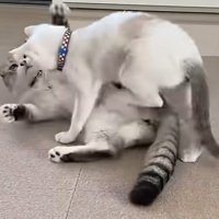 一緒に遊ぶ猫とアメリカンカールの猫