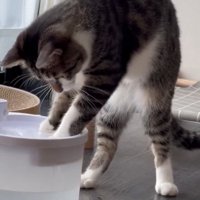 二本足で立つ猫