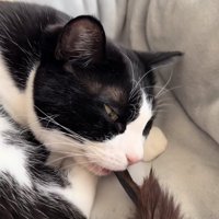 飼い主に引っ張られて口から尻尾を出している猫