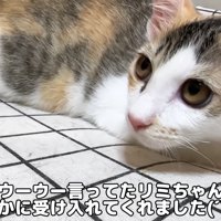 ハンモックに乗る子猫