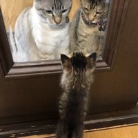 子猫をドア越しに見る2匹の猫