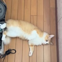 飼い主さんの前に寝転がる茶白猫
