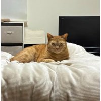 室内にいる猫