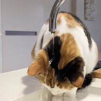 後頭部に水がかかっている三毛猫