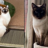 白っぽいシャム猫と黒っぽいシャム猫