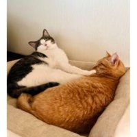 寝ている猫たち