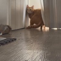 振り返る猫