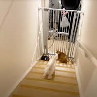 玄関に降りる2頭の猫